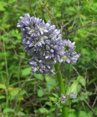 Frasera fastigiata, photograph author not stated, no rights reserved