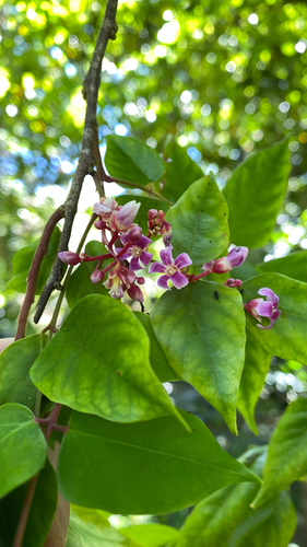 Averrhoa carambola observed 2026-05-29