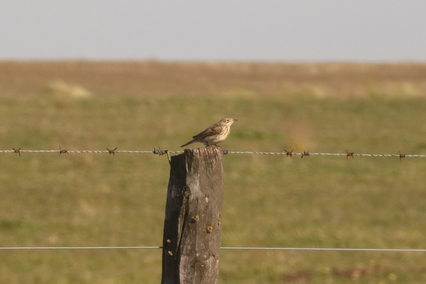 Short-billed Pipit (Anthus furcatus), photo 2