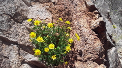 Perityle leptoglossa