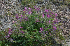 Hedysarum dasycarpum