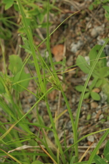 Carex bohemica