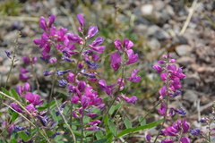 Hedysarum dasycarpum