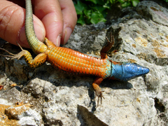 Algyroides nigropunctatus