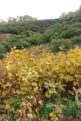 Filipendula camtschatica