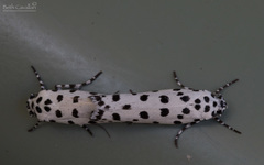 Ethmia clytodoxa