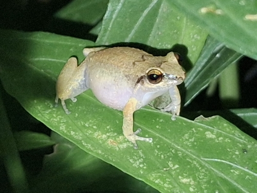 Lesser Antillean whistling frog