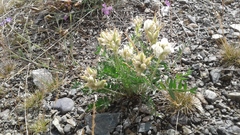 Oxytropis sordida