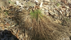 Trichophorum planifolium