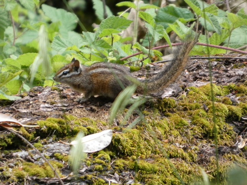 Merriam's Chipmunk observed by muddphoto