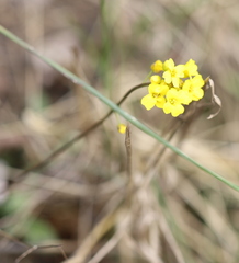 Draba sibirica