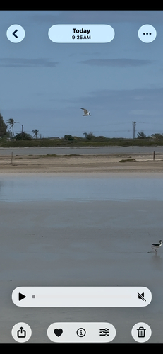 Sterna hirundo observed 2026-05-29