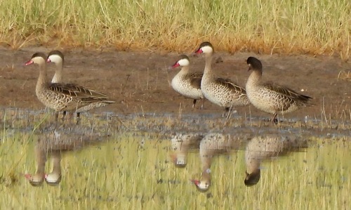 iNaturalist image