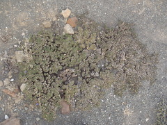 Aptosimum procumbens