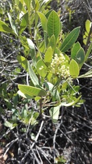 Searsia albomarginata