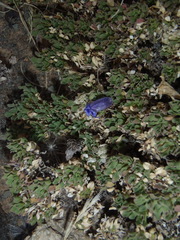 Aptosimum procumbens