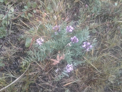 Oxytropis sordida