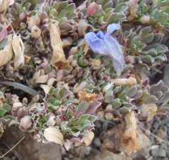 Aptosimum procumbens