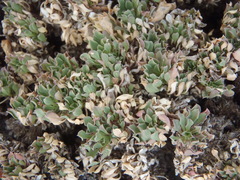 Aptosimum procumbens