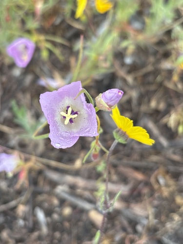 Glandular clarkia (Clarkia arcuata)