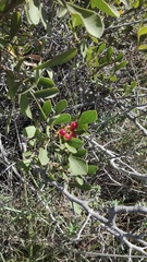 Searsia albomarginata