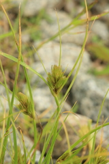 Carex bohemica