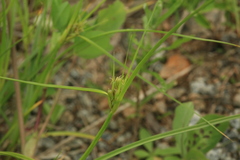 Carex bohemica
