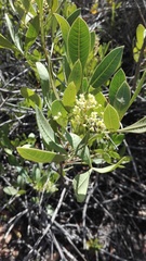 Searsia albomarginata