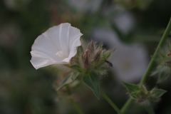 Convolvulus virgatus