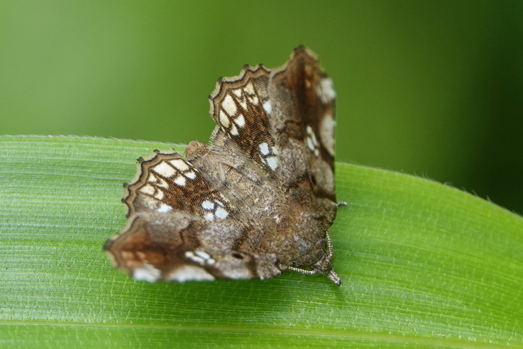 Pangrapta lunulata