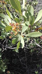 Searsia albomarginata