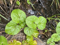 Asarum lemmonii