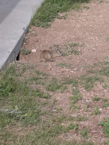 Wyoming Ground Squirrel observed by theslowloris