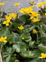 Caltha palustris palustris