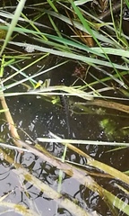 Pleurodelinae