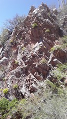 Perityle leptoglossa