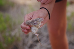 Acomys dimidiatus