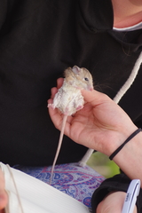 Acomys dimidiatus
