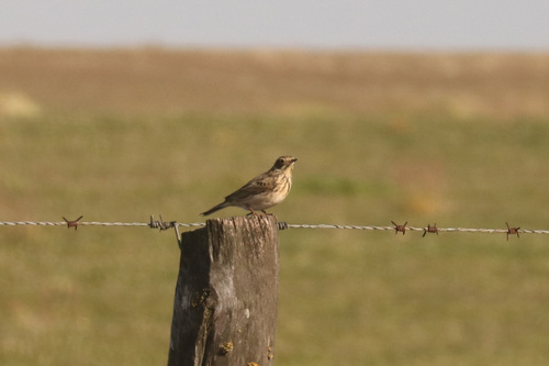Short-billed Pipit (Anthus furcatus), photo 3