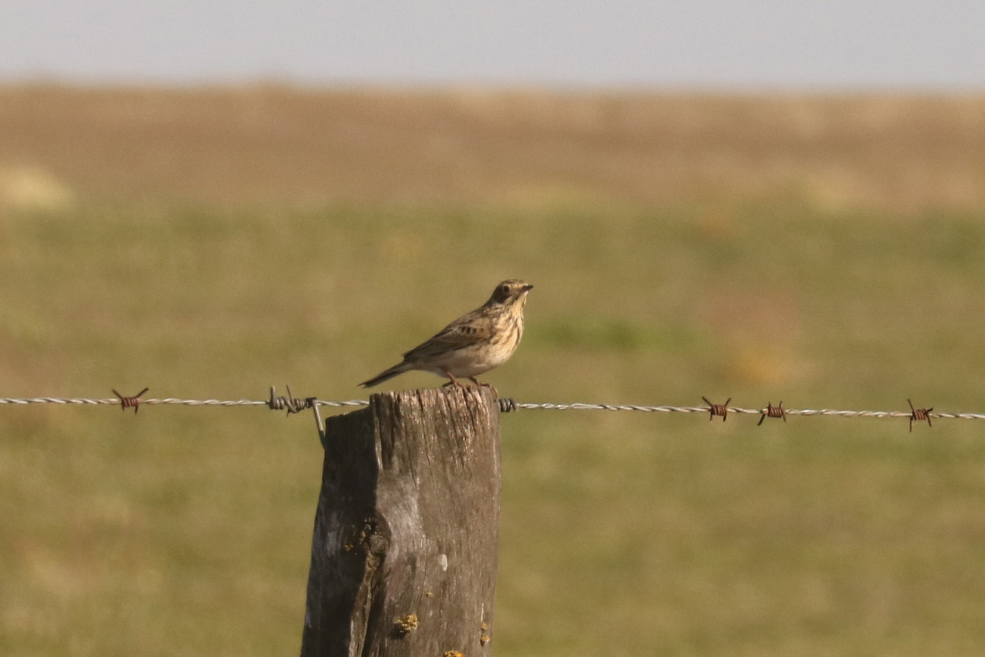 Short-billed Pipit (Anthus furcatus), photo 3