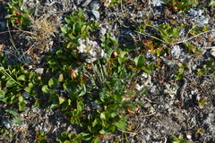 Oxytropis sordida