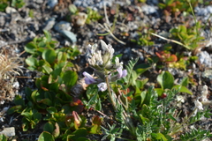 Oxytropis sordida