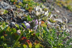 Oxytropis sordida