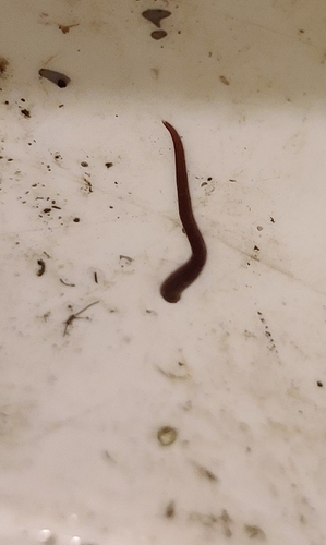Erpobdella punctata