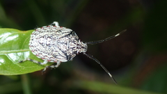 Discocephalinae