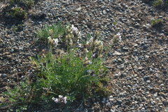 Oxytropis sordida