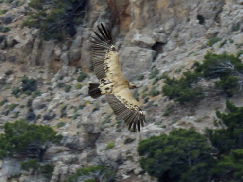 Eurasian Griffon