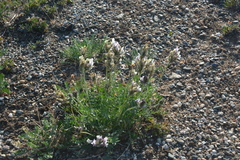 Oxytropis sordida