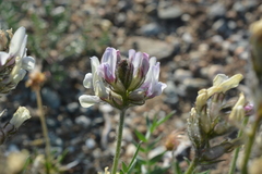 Oxytropis sordida