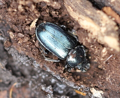 Platycerus caraboides